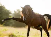 Quiz Connais-tu ces races de chevaux ?