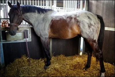 Comment est-il préférable d'attacher un cheval qui risque de tirer au renard ?