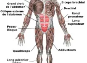 Quiz Myologie et biomcanique