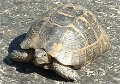 La tortue aime-t-elle hiberner ?