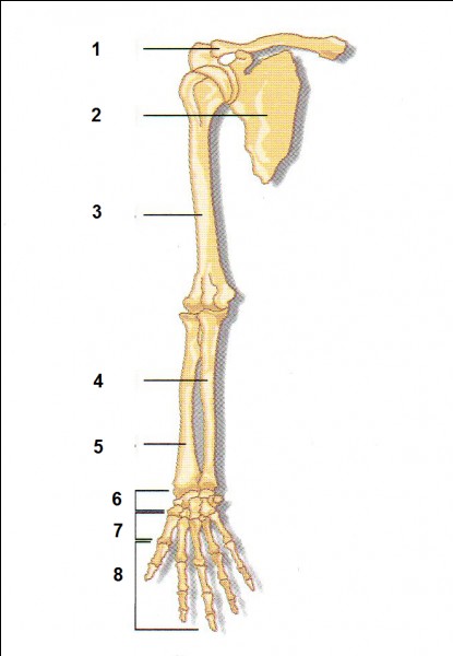 Quiz Astuces CAP esthétique anatomie appliquée Biologie