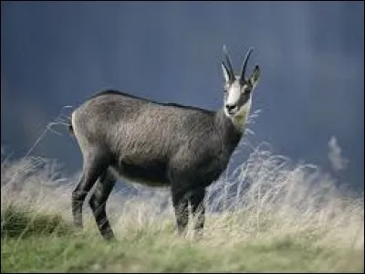 Où vit le chamois ?