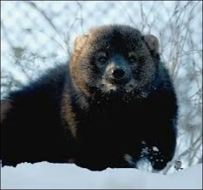 Animaux - Comment s'appelle ce petit mammifère carnivore d'Amérique du Nord ?