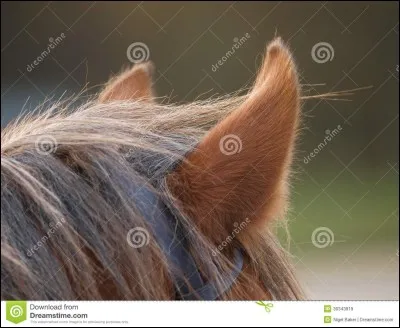 Quand un cheval met ses oreilles en arrière c'est qu'il...