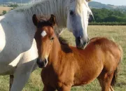 Quiz Les animaux